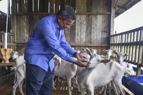 PERASMIAN LADANG INDUK PENGGANDA KAMBING TENUSU