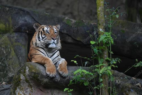 HARIMAU MALAYA