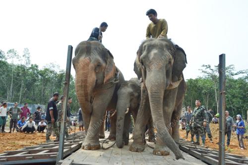 PINDAH GAJAH