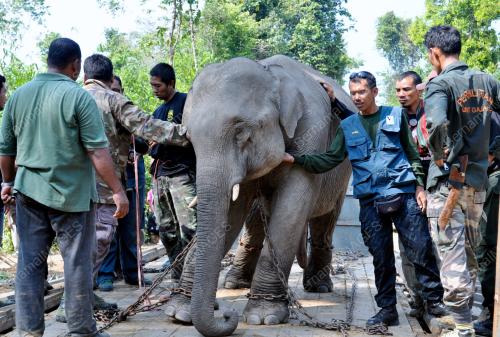 TR01_28072012_GAJAH