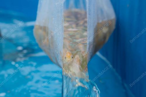 PROJEK TERNAK IKAN SEJATI MADANI