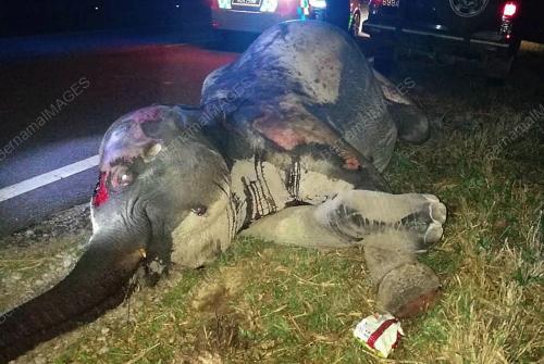 TR01_29072019_GAJAH_KEMALANGA