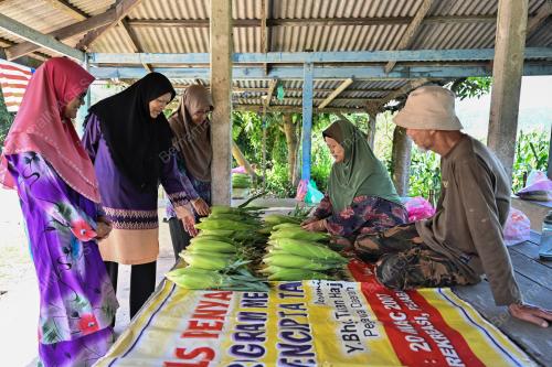 JAGUNG HYBRID