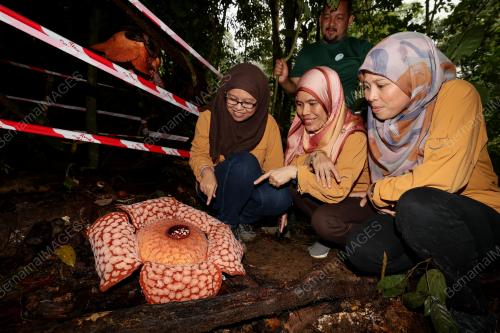 BUNGA PAKMA