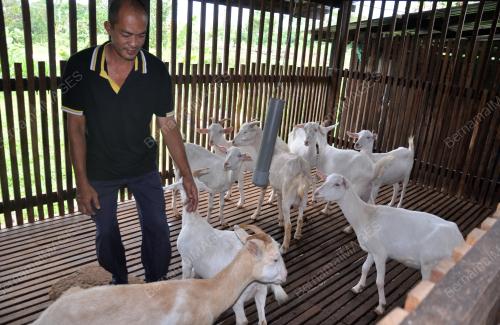 SUSU KAMBING