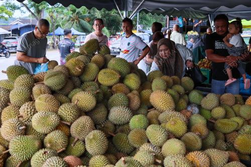 DURIAN FAMA