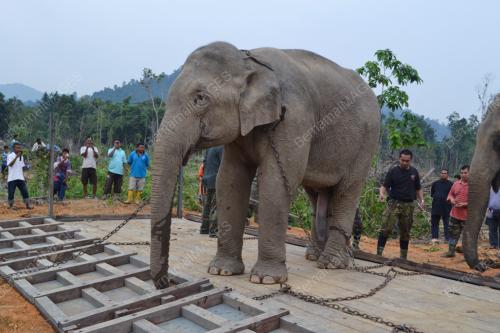 OPERASI PEMINDAHAN GAJAH