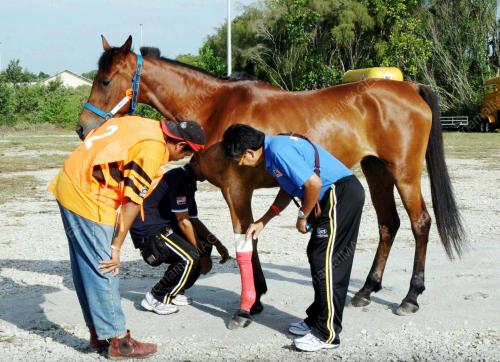 KEJOHANAN KUDA LASAK SEDUNIA (WEC) 2008