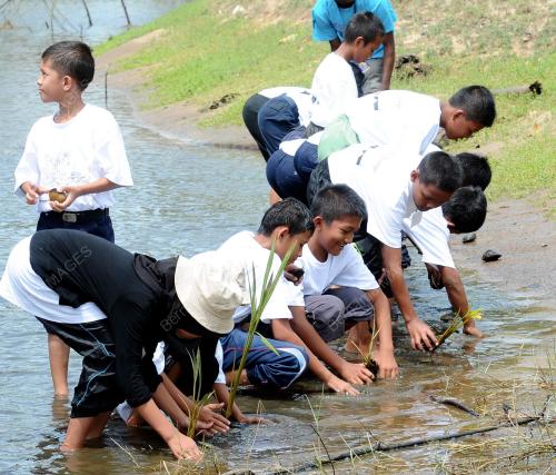 TR01_31102012_TANAM_NIPAH