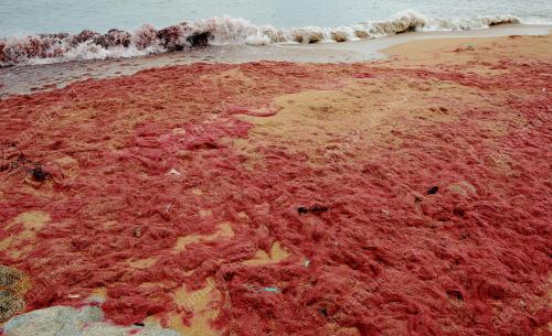 TR01_31102016_RUMPAI_MERAH