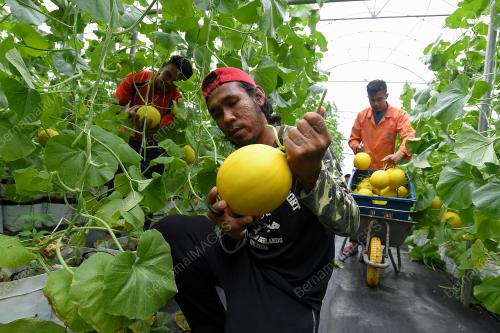 MELON MANIS TERENGGANU