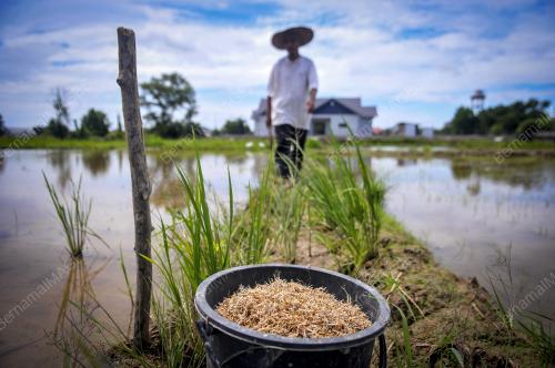 MENABUR BENIH PADI SECARA TRADISIONAL