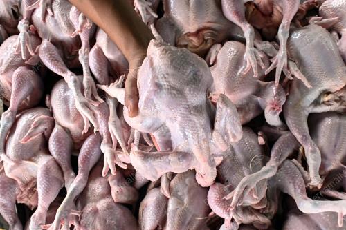 PENAMATAN SUBSIDI AYAM