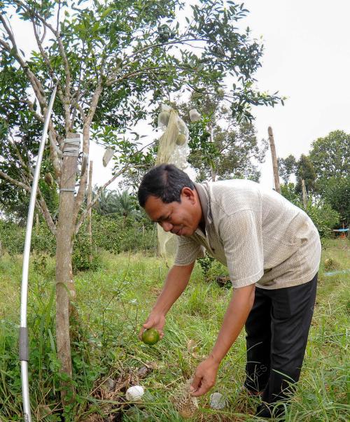 TR02_03012017_BANJIR_TANAMAN