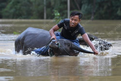 MANDI KERBAU DALAM BANJIR