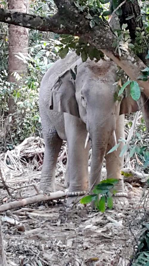 TR02_02042016_GAJAH