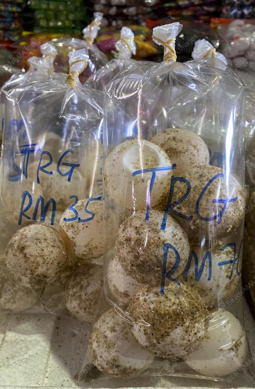 LARANGAN MENJUAL TELUR PENYU DI TERENGGANU