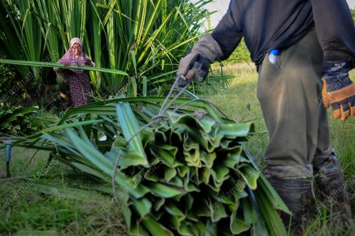 MENCARI DAUN MENGKUANG