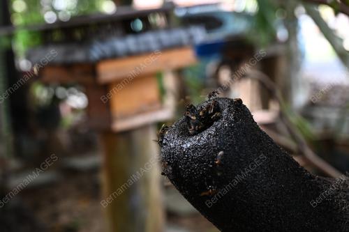 PRODUK MADU KELULUT