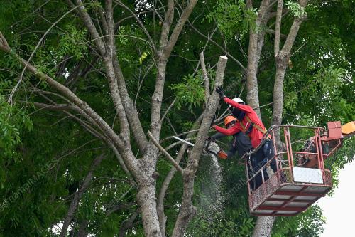 PEMANGKASAN POKOK SECARA BERKALA