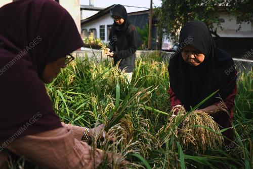 TANAMAN PADI DI PERKARANGAN RUMAH
