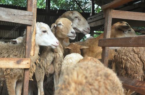 BIRI-BIRI DISERANG ANJING