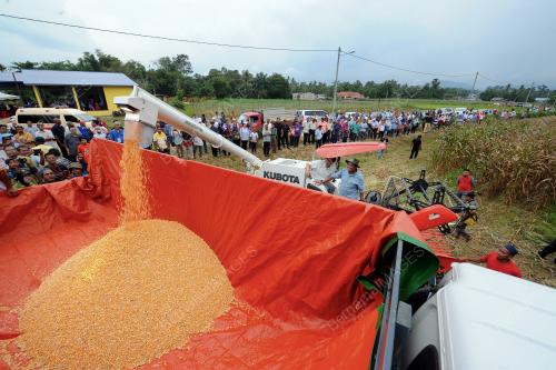 TR02_05072017_SHABERY_JAGUNG_BN201707038297