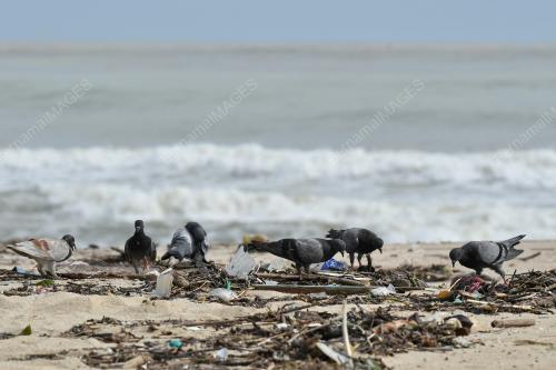 MONSUN_TERENGGANU
