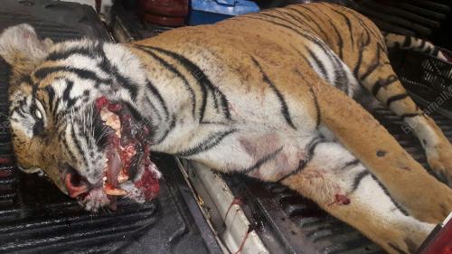 TR02_06022016_HARIMAU_MATI