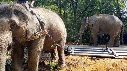 TR02_06042016_PINDAH_GAJAH