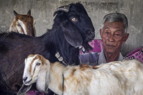 BAWAH JAMBATAN JADI TEDUHAN 4 EKOR KAMBING