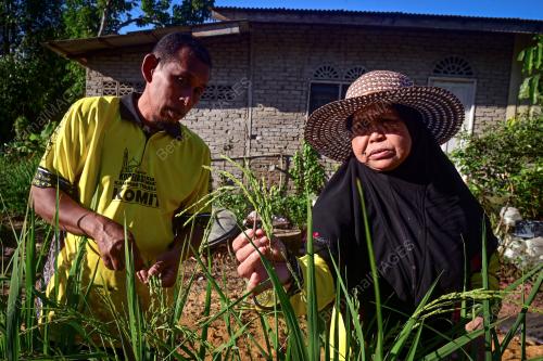 TANAMAN PADI