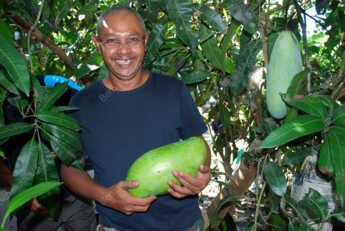 TR02_07062014_BUAH_MEMPELAM