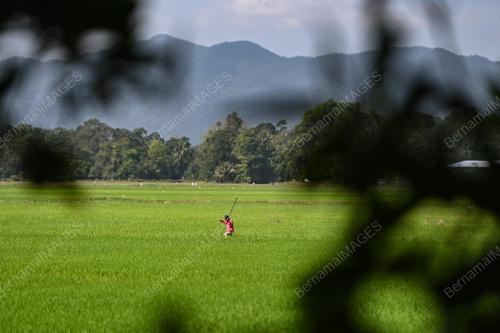 PESAWAH