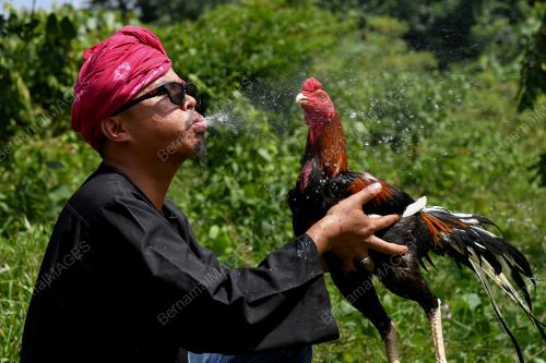 AYAM RATU