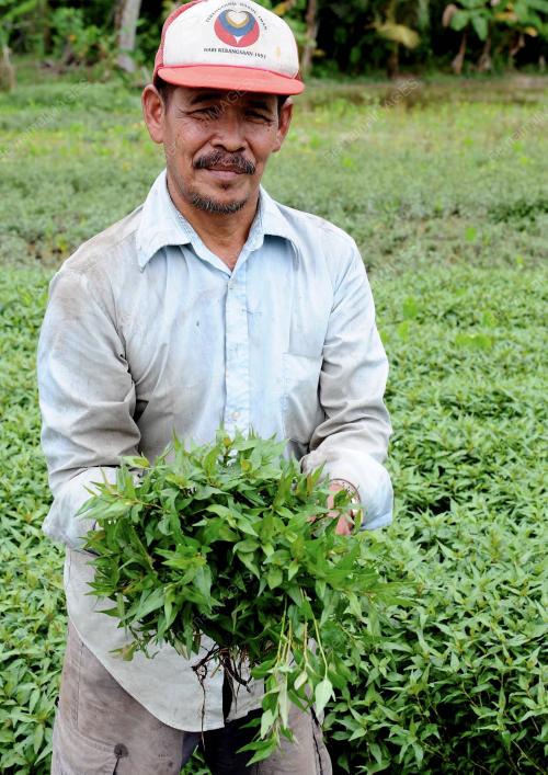 TR02_09122012_TANAM_KESOM