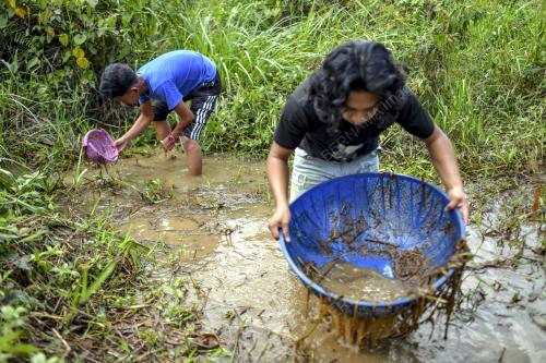 BUDAK KAMPUNG TANGKAP IKAN LAGA
