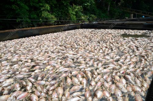 TR02_10092019_IKAN_SANGKAR
