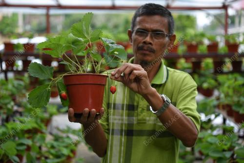 STRAWBERI TERENGGANU