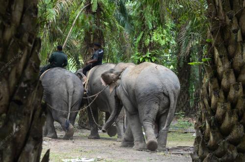 PINDAH GAJAH