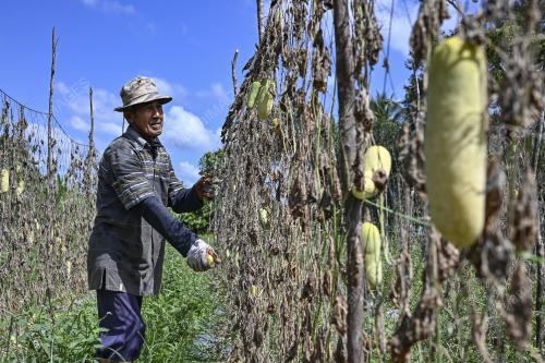 TANAMAN ROSAK AKIBAT CUACA PANAS