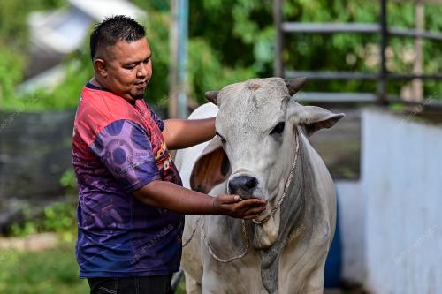 LEMBU KORBAN
