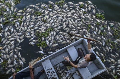 IKAN MATI AKIBAT CUACA PANAS