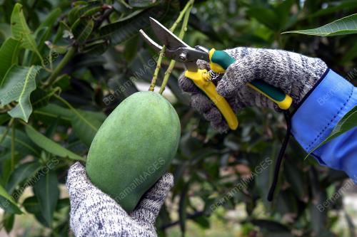 MANGGA HARUMANIS TERENGGANU