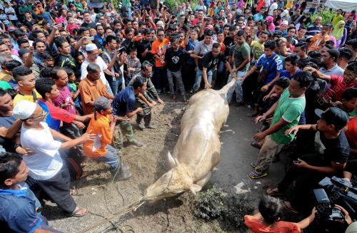 TR02_13092016_LEMBU_KORBAN