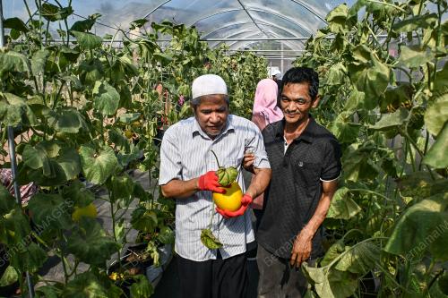 BRAILLE MELON MANIS TERENGGANU