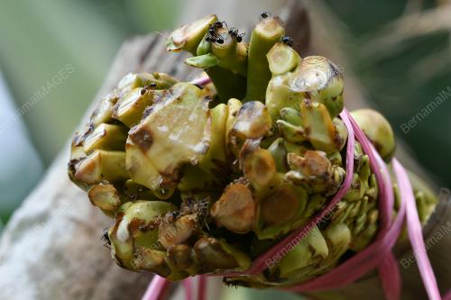 AIR NIRA KELAPA