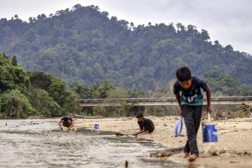 MENYAUK ANAK IKAN KELAH MERAH