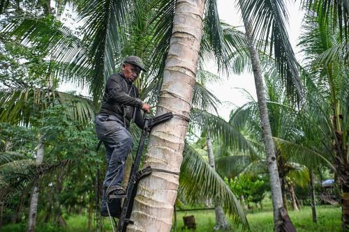 PANJAT POKOK KELAPA GUNA BERUK BESI