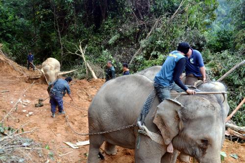 TR02_17012014_PINDAH_GAJAH